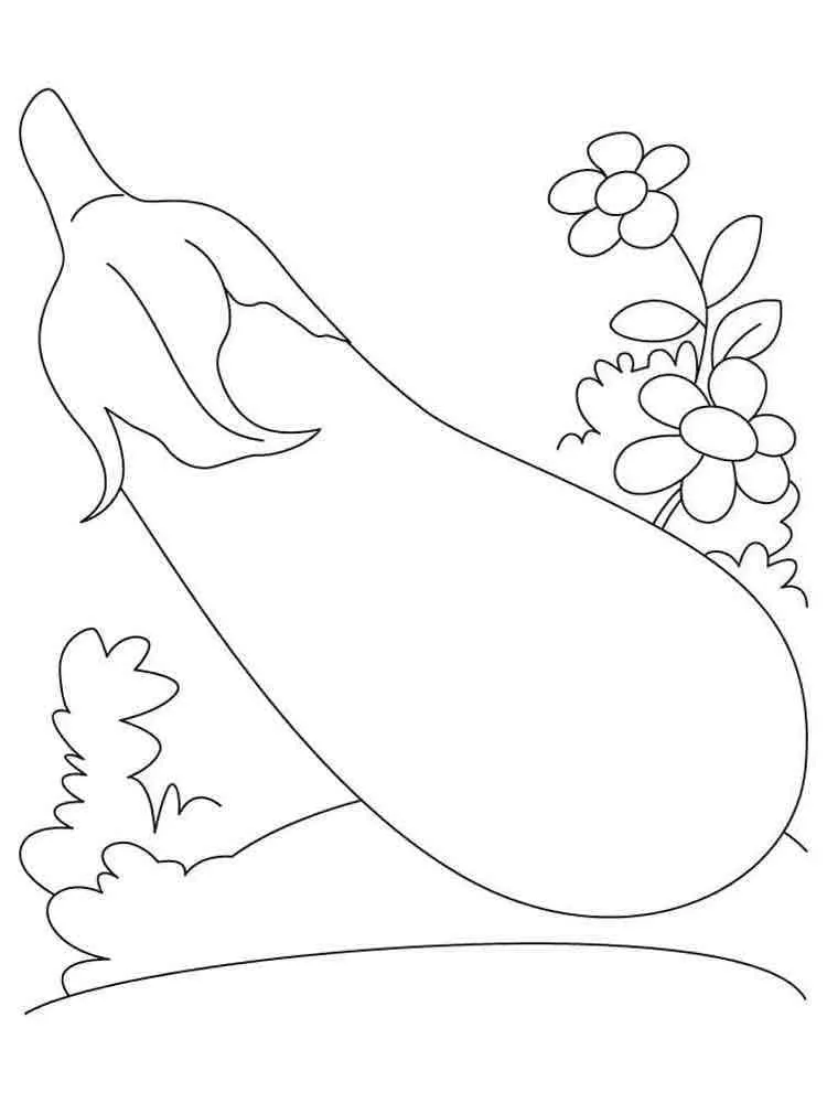 Aubergine 13
