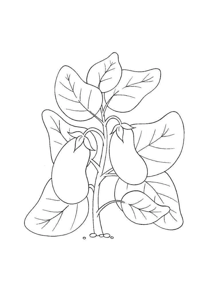 Aubergine 22