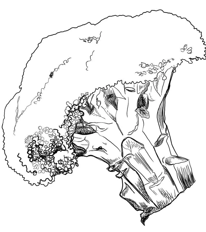 Brocoli 8