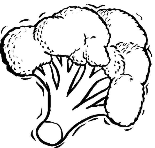Brocoli 24