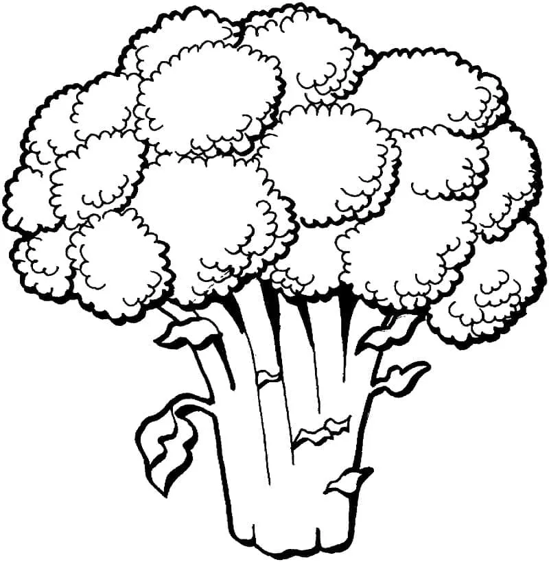 Brocoli 25