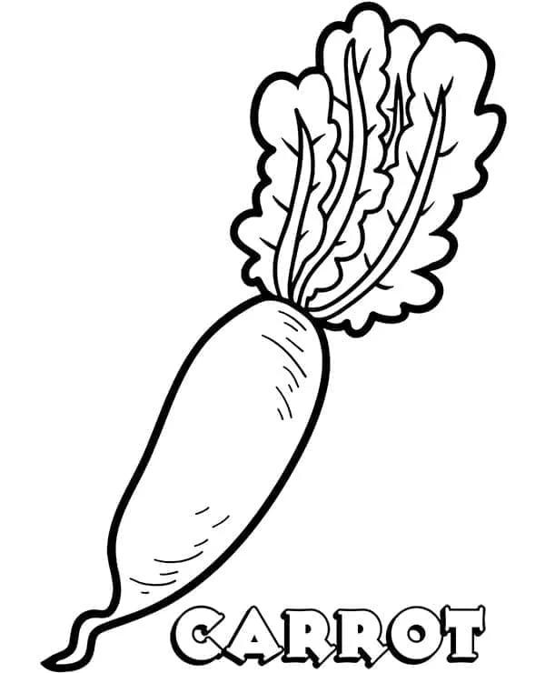Carotte 12
