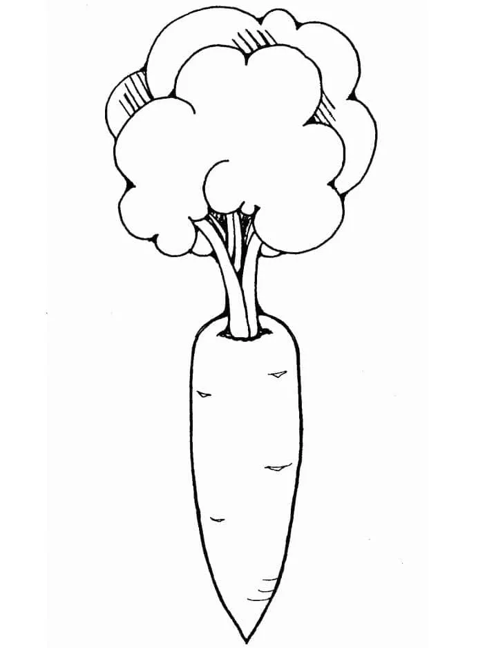 Carotte 25