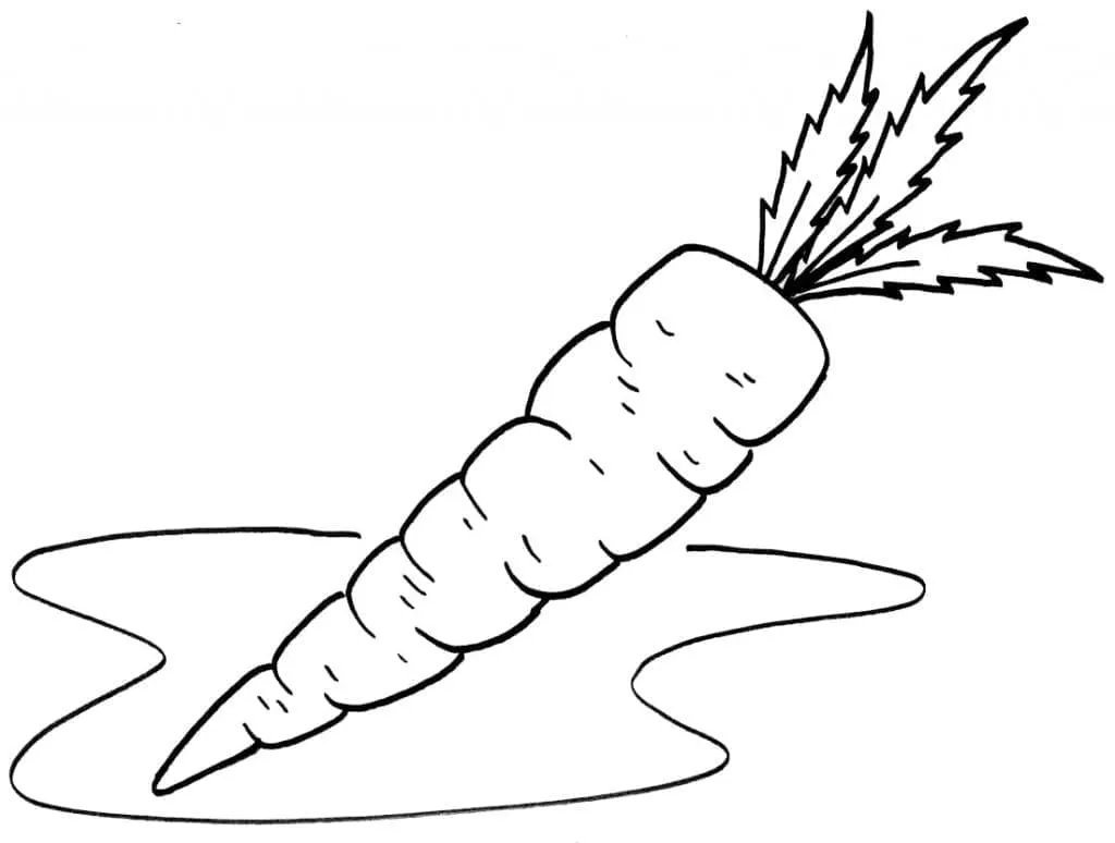 Carotte 49