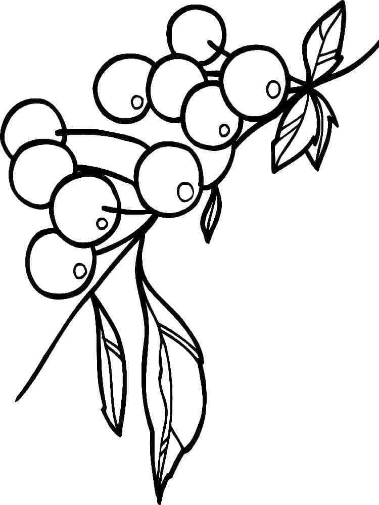 Cerise 3