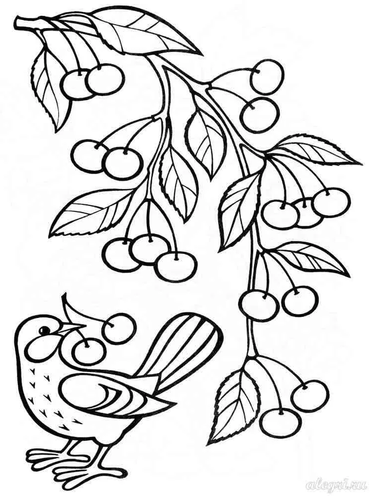 Cerise 4