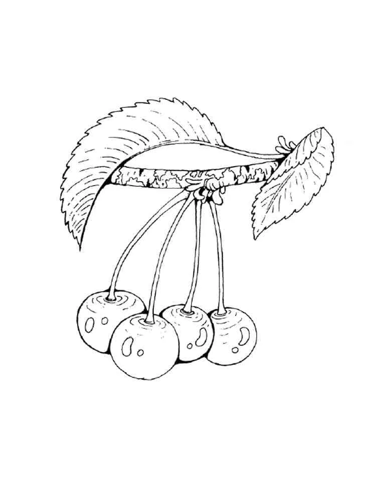 Cerise 6