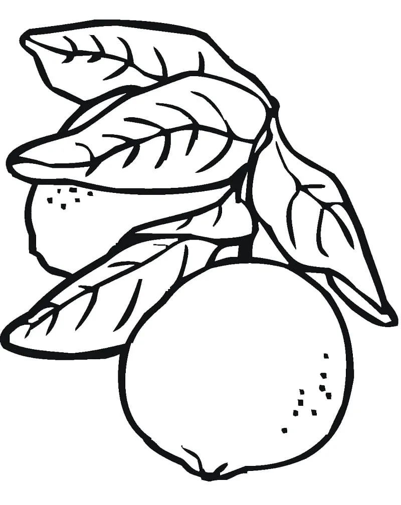 Citron 18