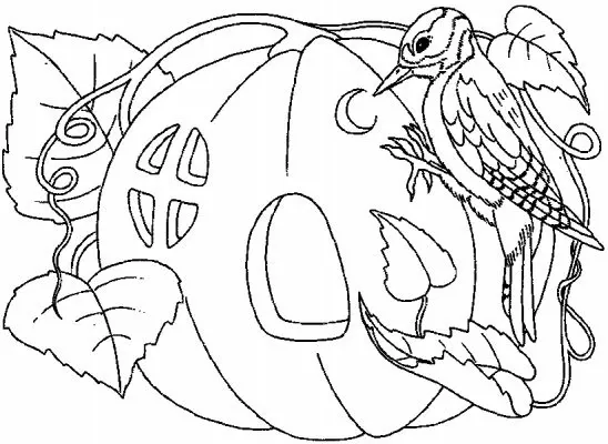 Citrouille 72