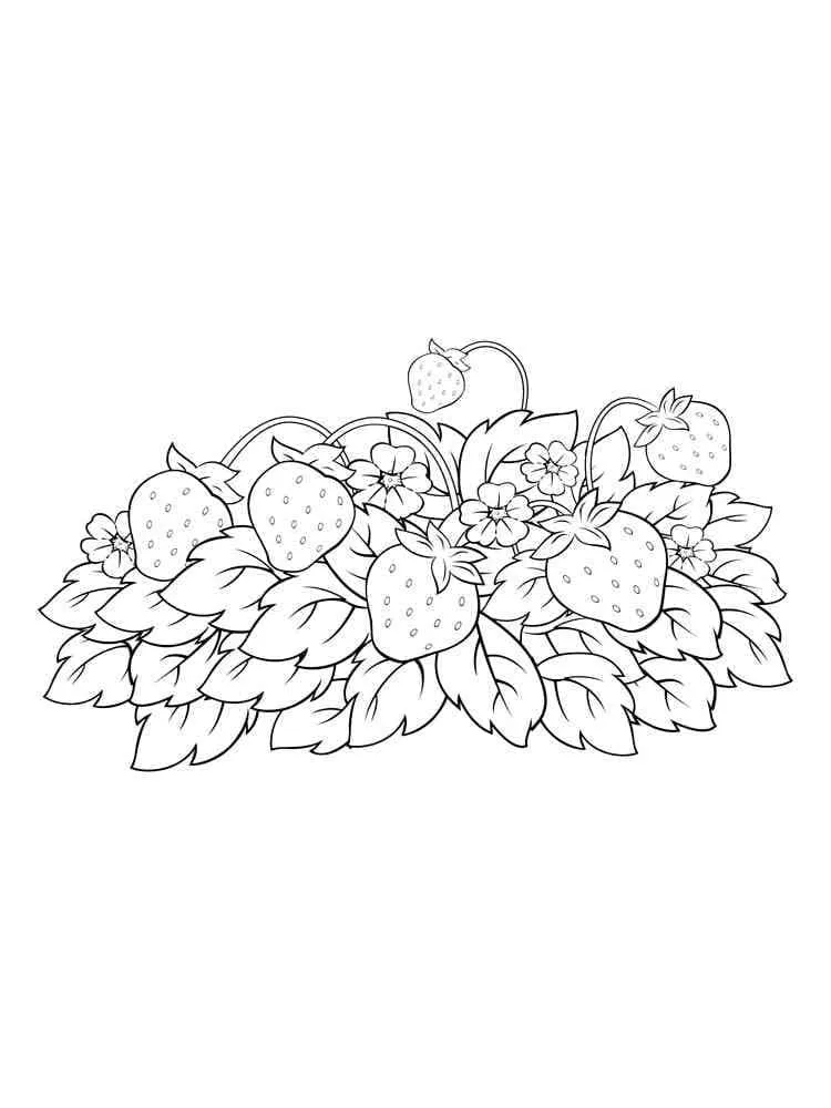 Fraise 9