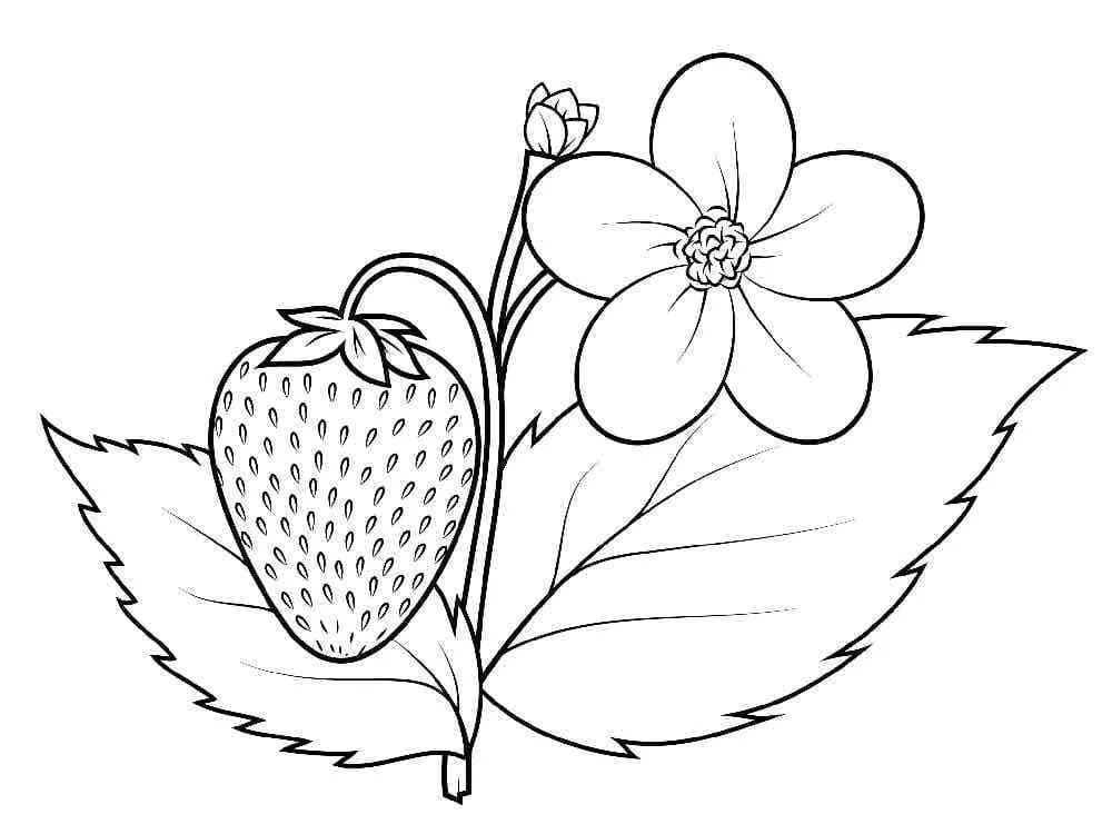 Fraise 18
