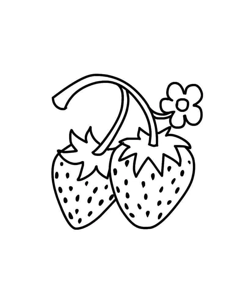 Fraise 24
