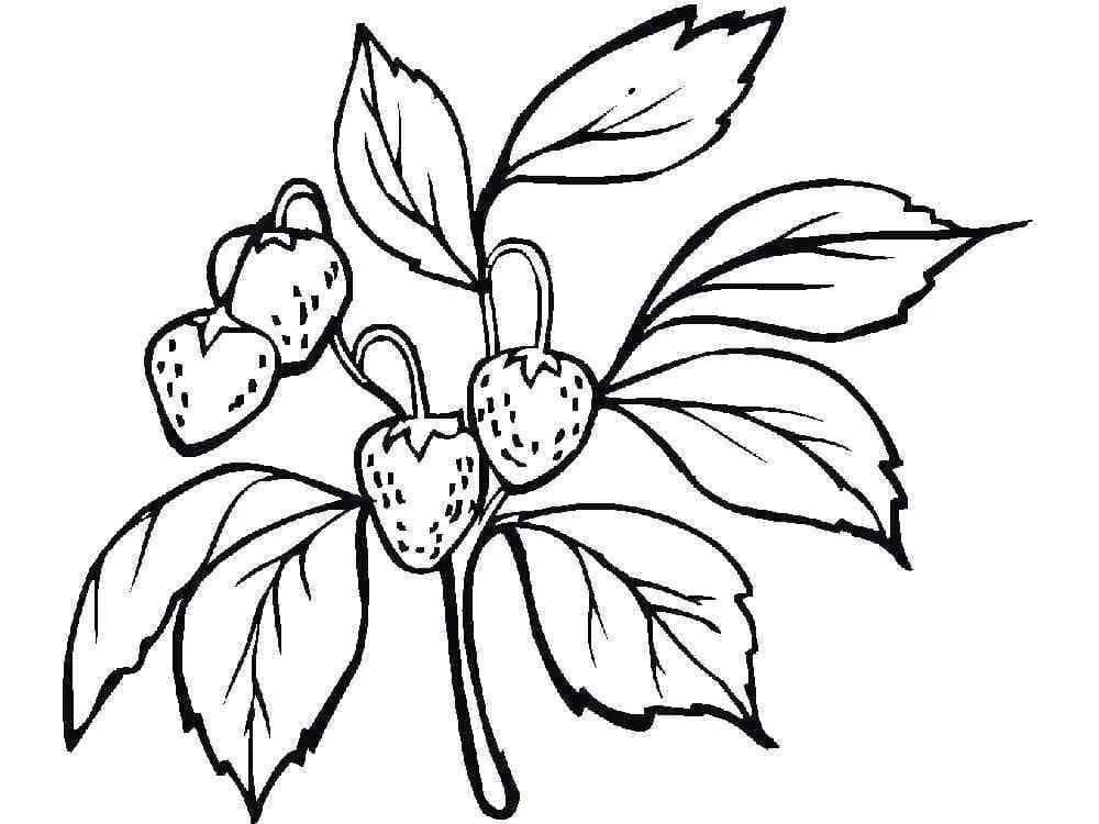 Fraise 26
