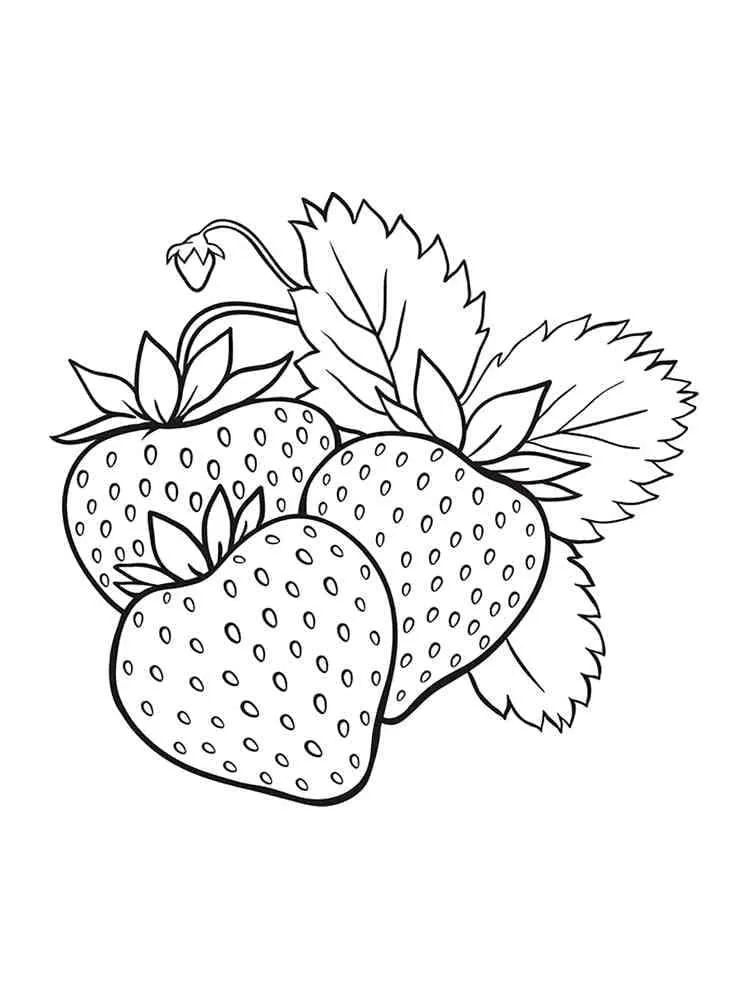 Fraise 30