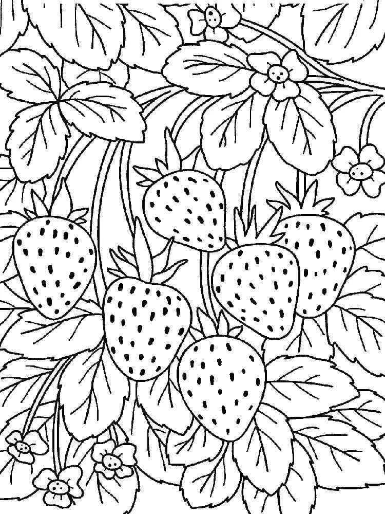 Fraise 33