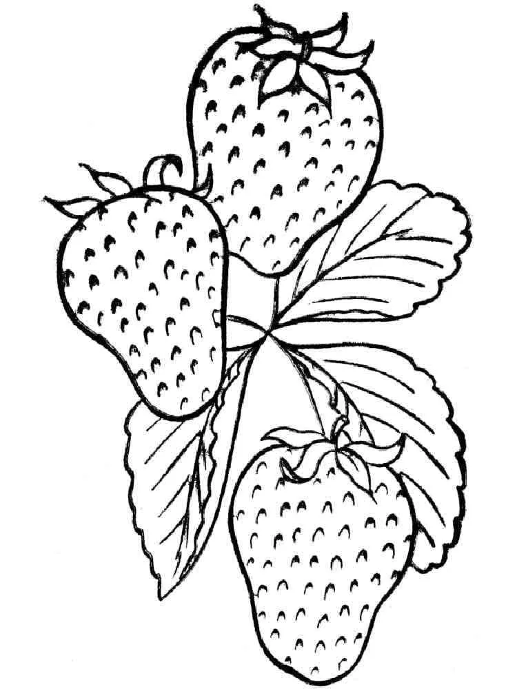 Fraise 35