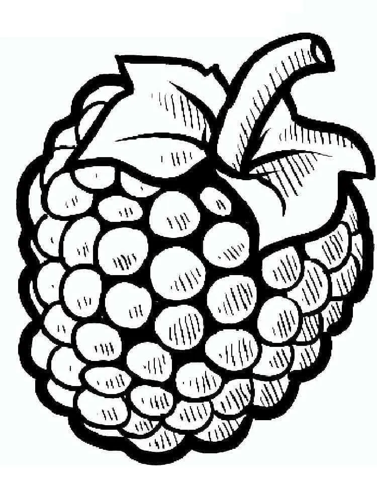 Framboise