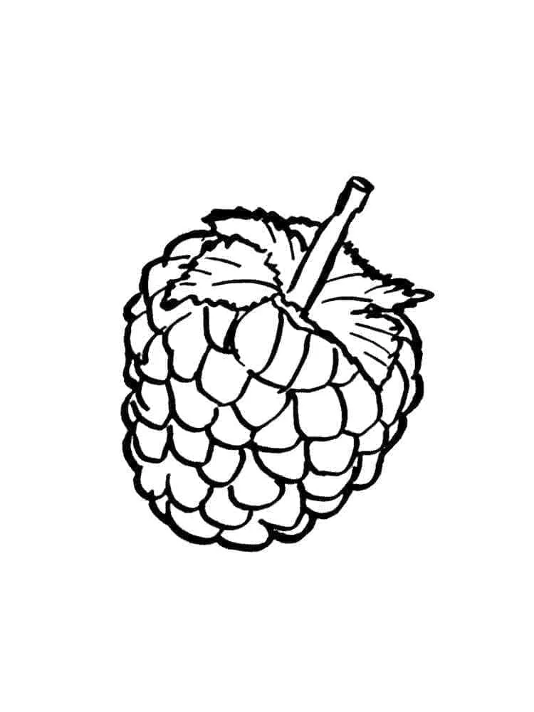 Framboise 2