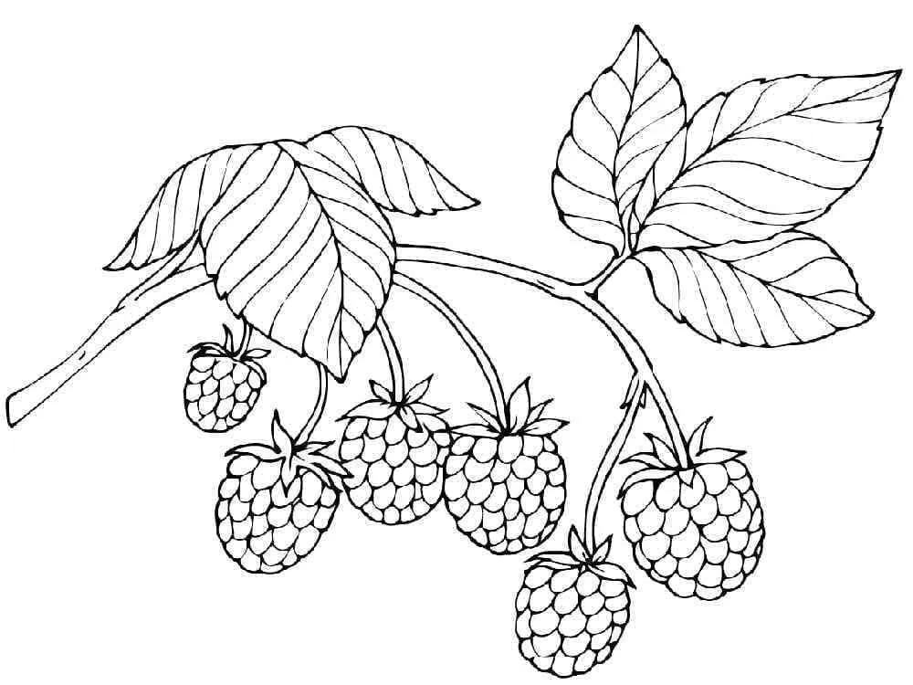 Framboise 3