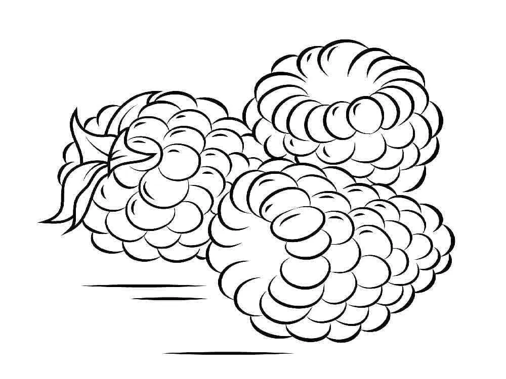 Framboise 4