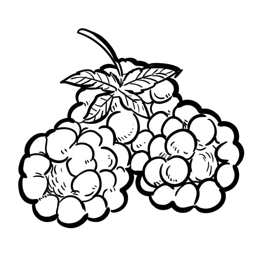 Framboise 6
