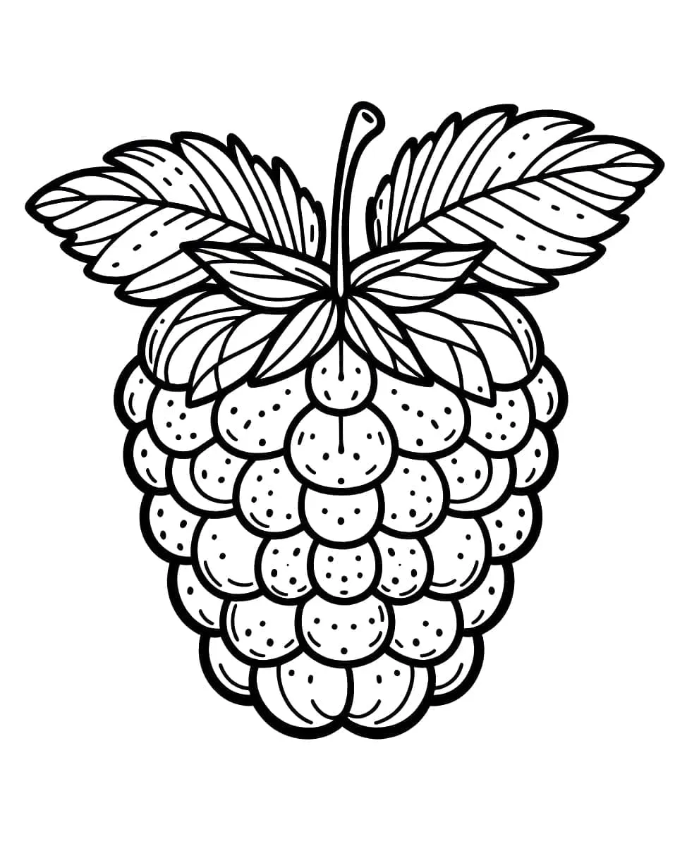 Framboise 12