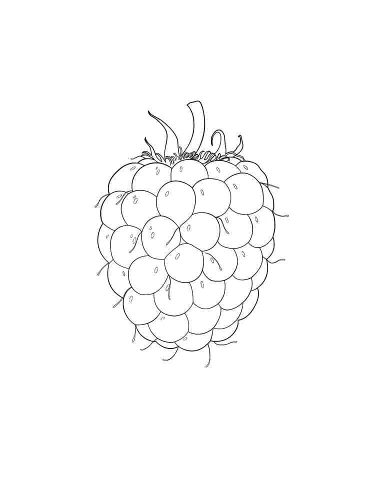 Framboise 13