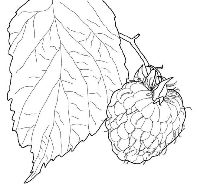 Framboise 17