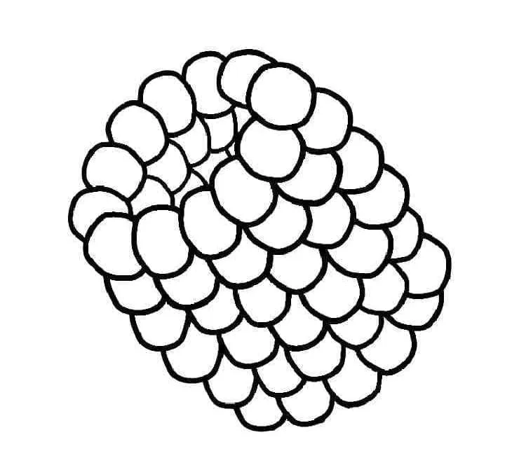 Framboise 18