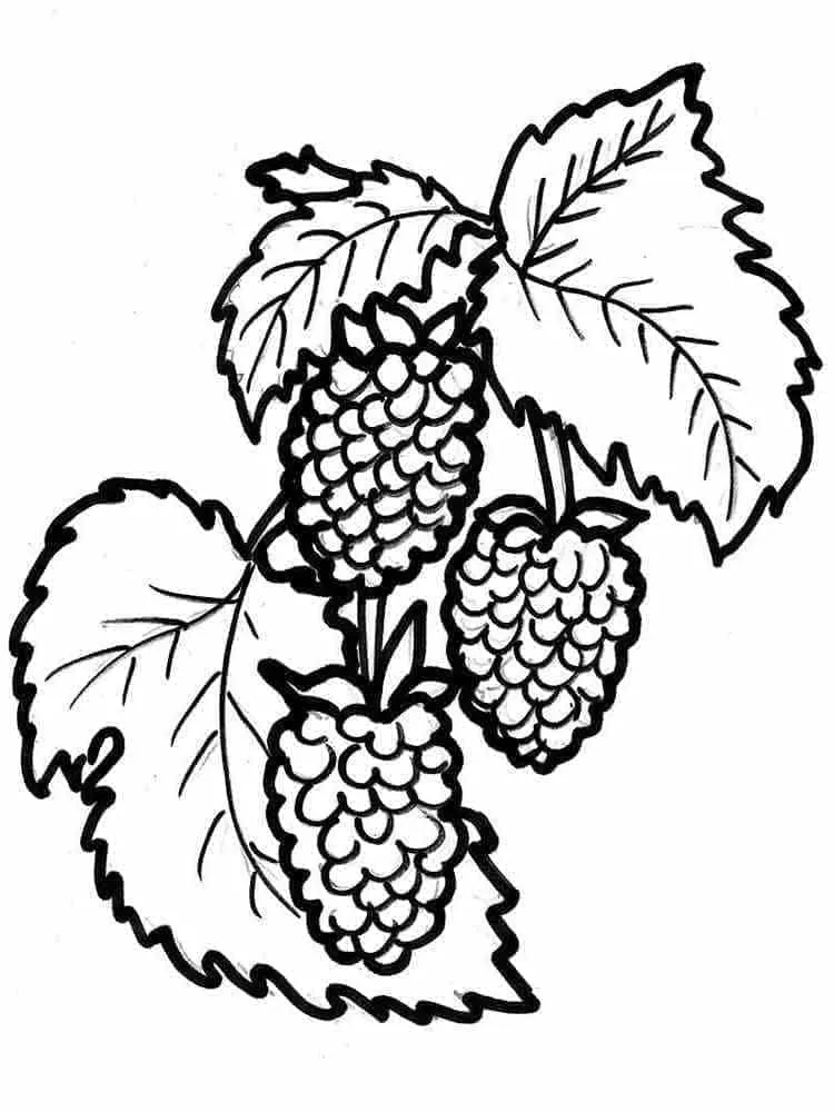 Framboise 19