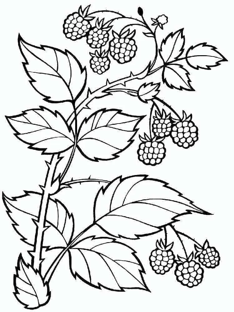 Framboise 20