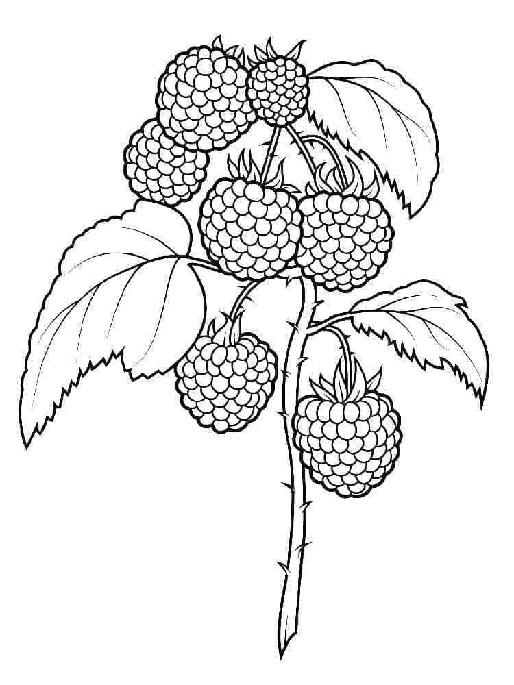 Framboise 21