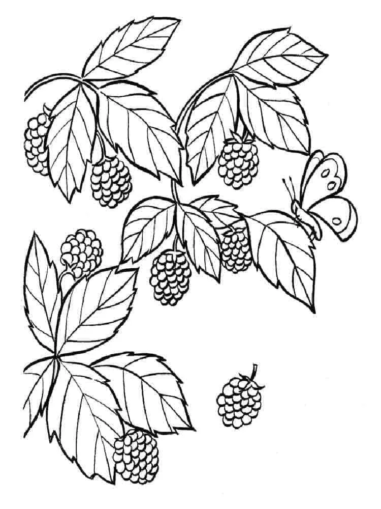 Framboise 22