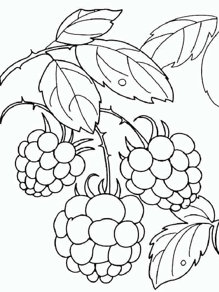 Framboise 23