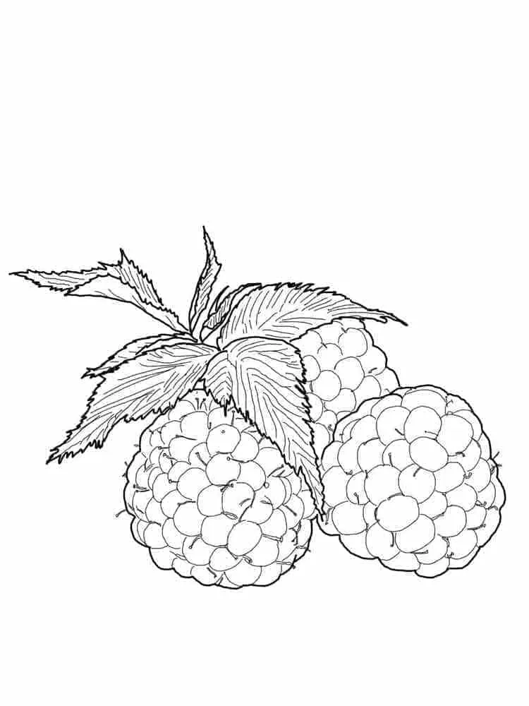 Framboise 24