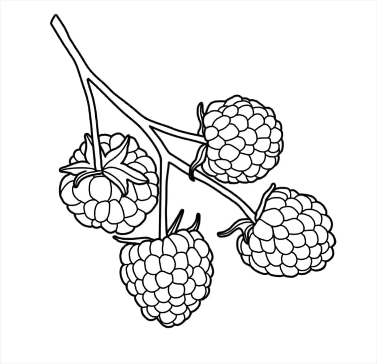 Framboise 27