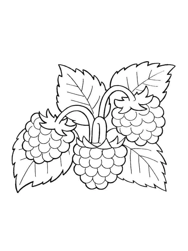 Framboise 28