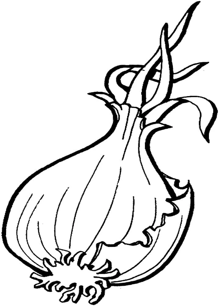 Oignon 11