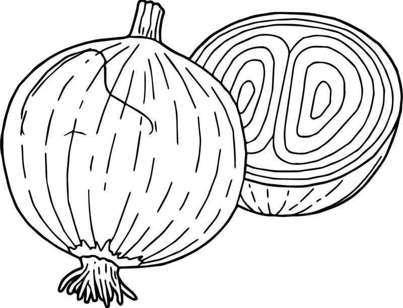 Oignon 12