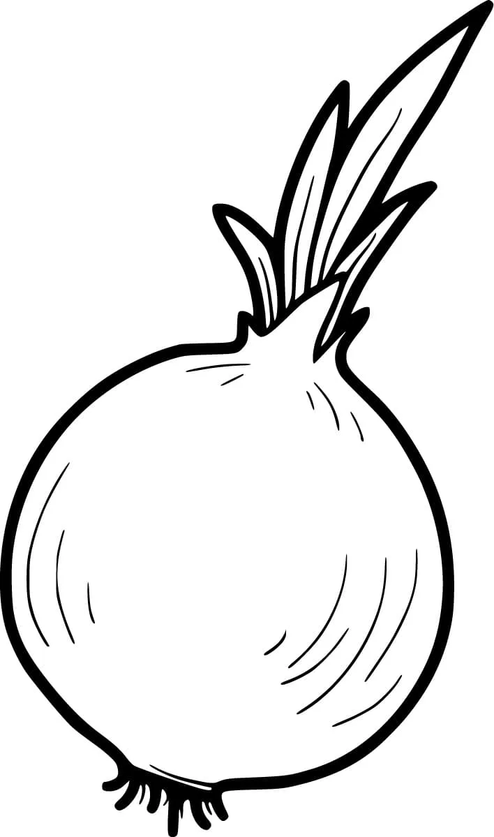 Oignon 14