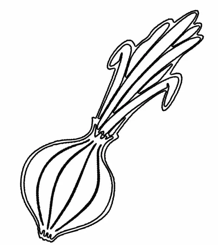 Oignon 16