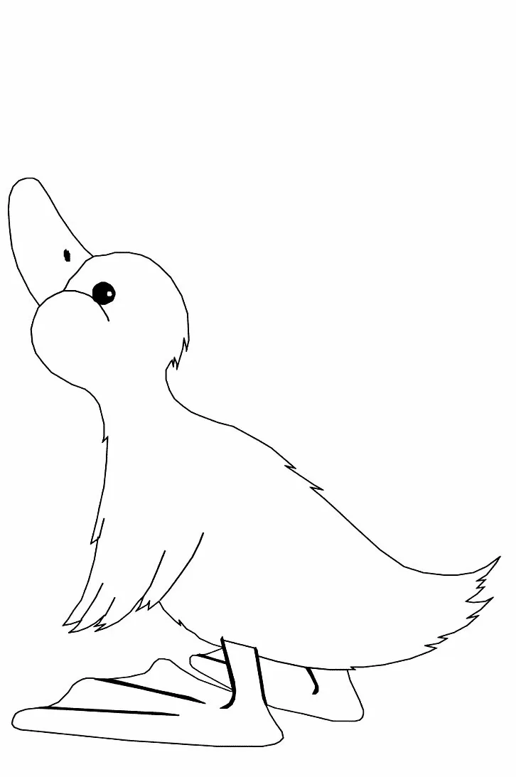 Canard 55